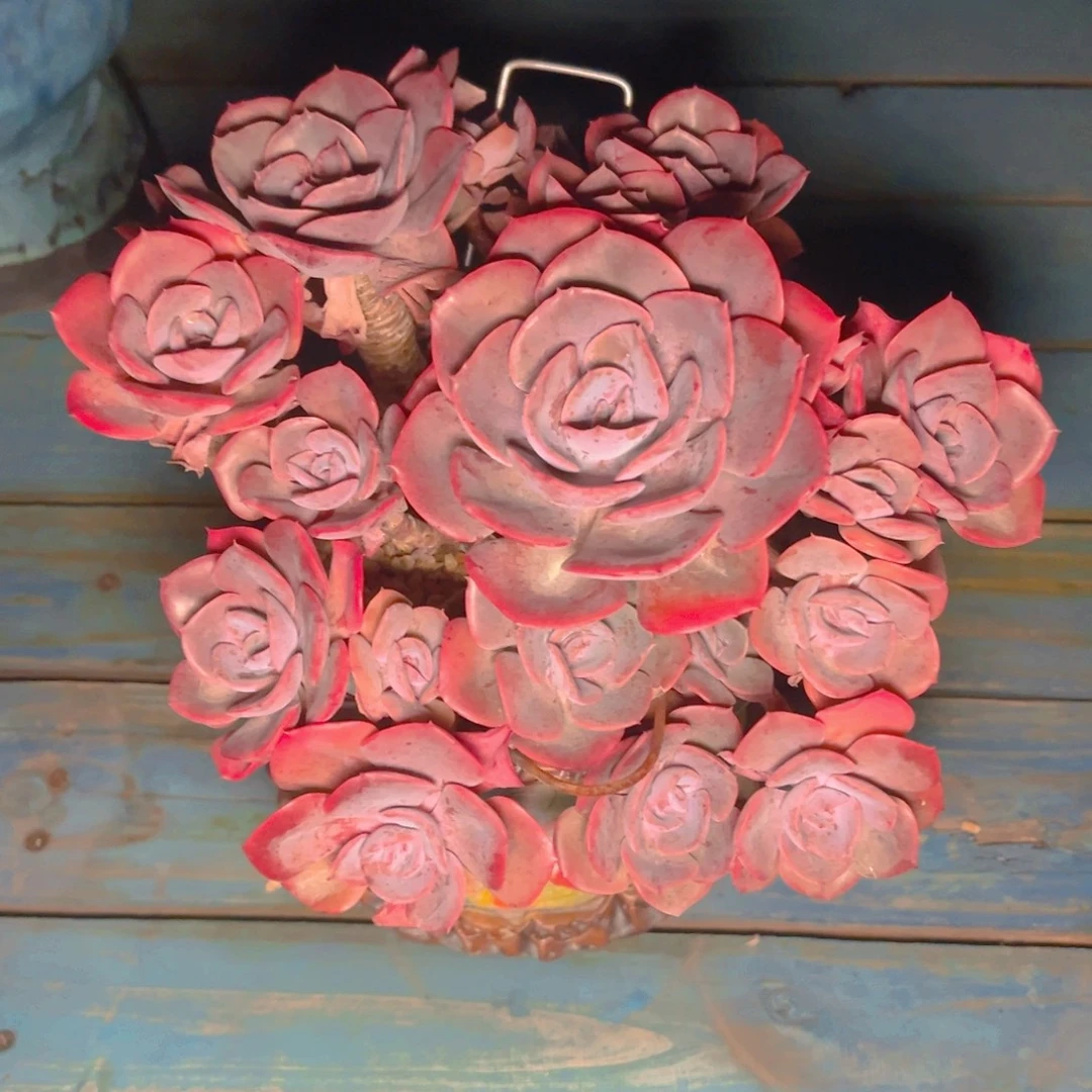 y****多肉植物保护研究所所长