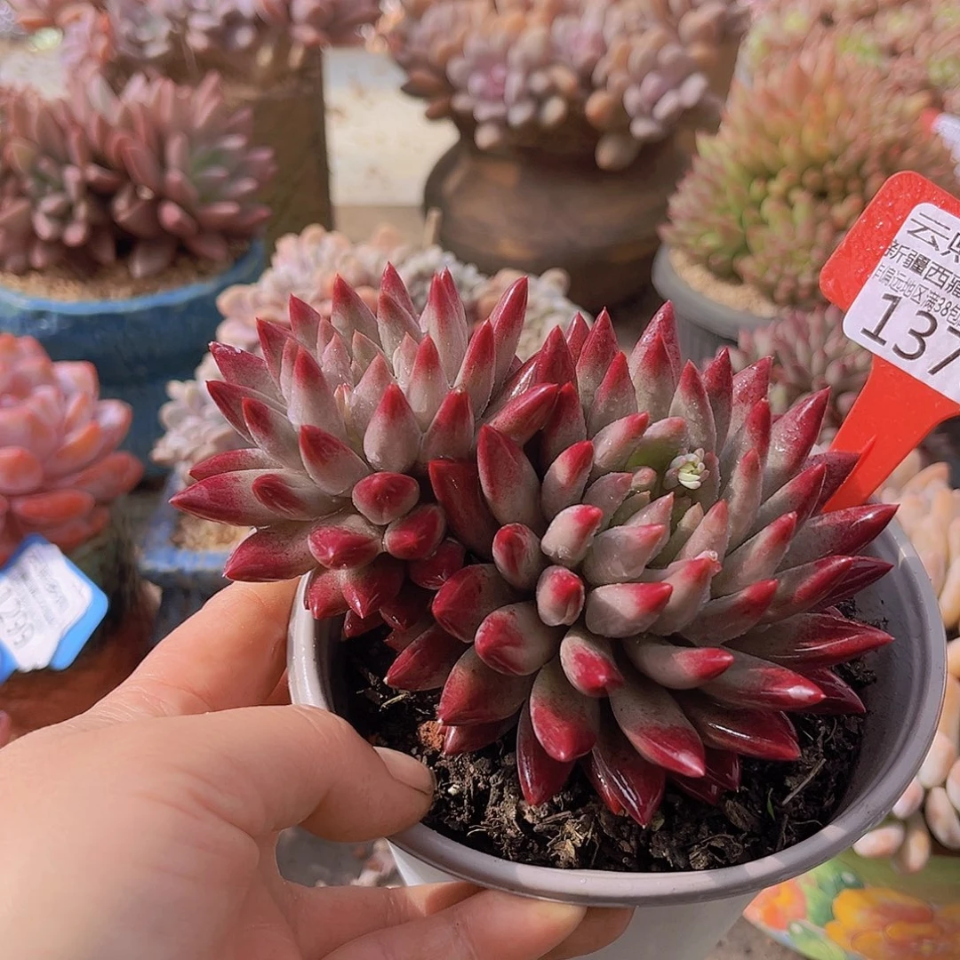 1370虞美人多肉植物