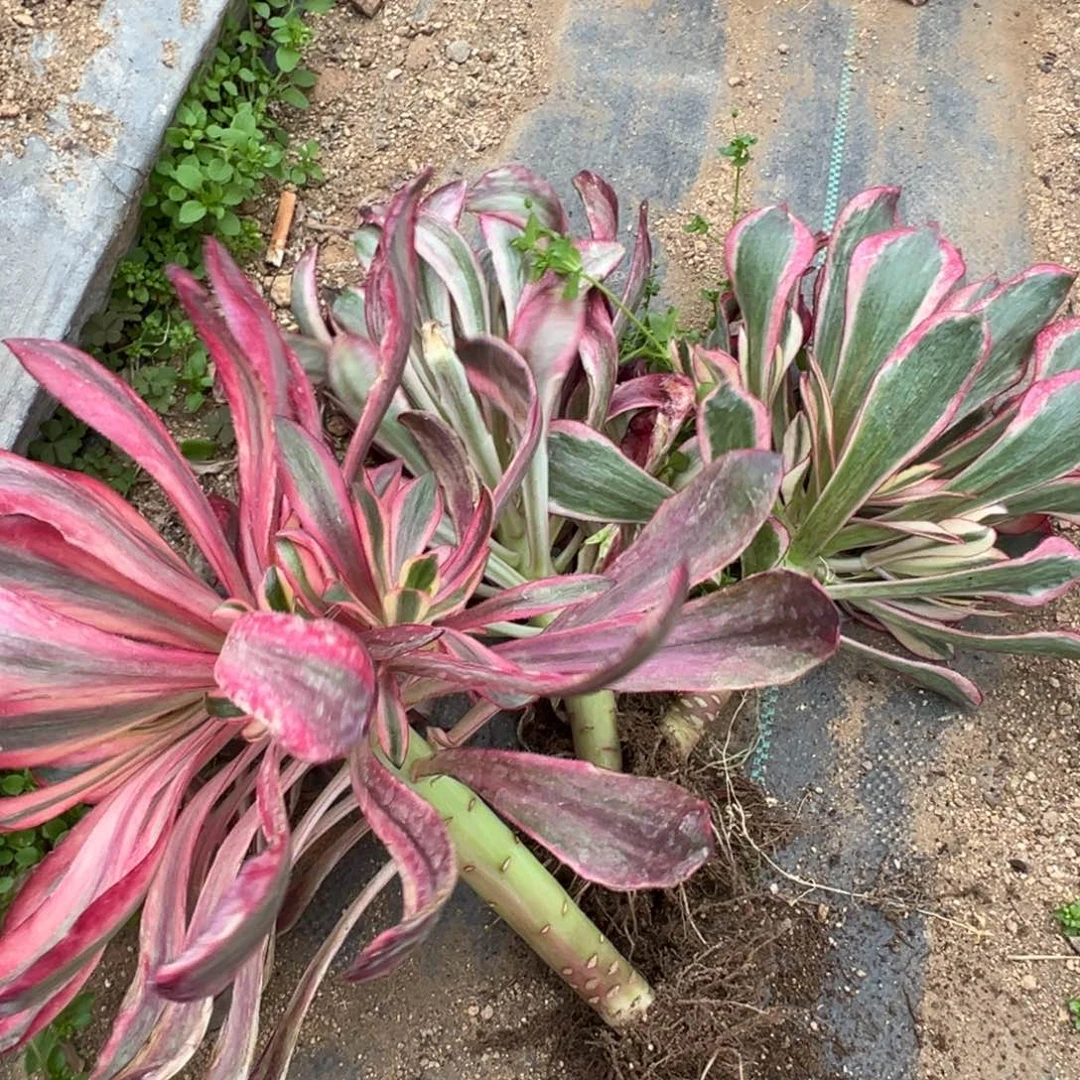 310魅影烈焰红魔女