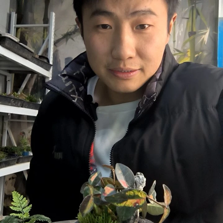 挽*风小盆景小植物一物一拍169