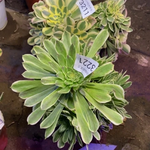 两盆多肉植物3221
