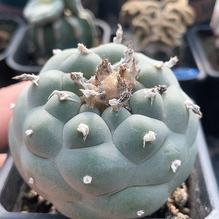 仙人球苗接满38包邮86