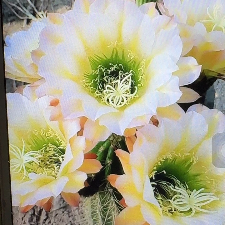 六月五侧芽5公分左右毛花柱（20包邮）