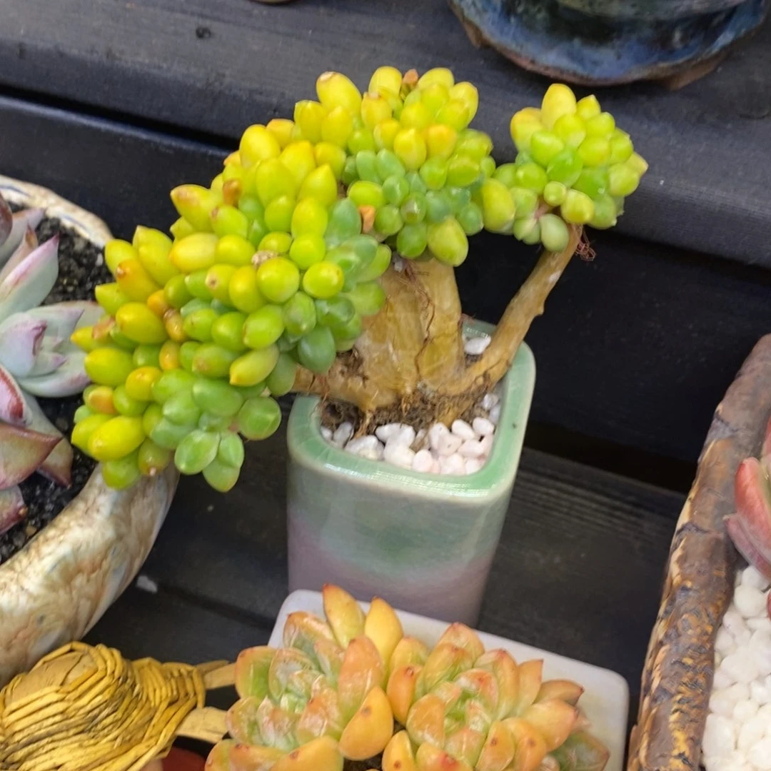 千代田缀化多肉植物盆栽