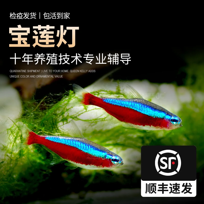宝莲灯鱼淡水鱼热带鱼小型灯科鱼活体观赏鱼
