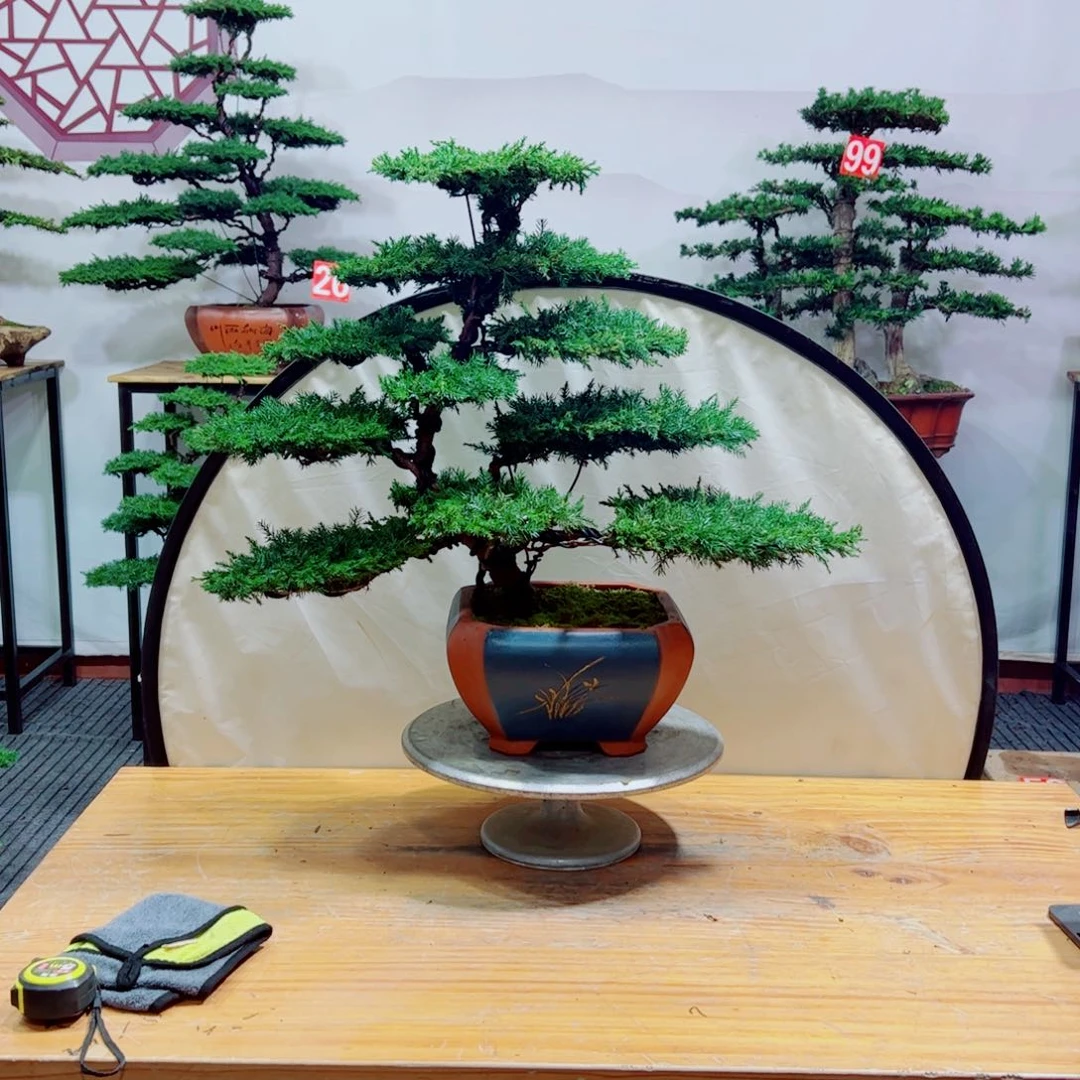 老桩盆景原生桩龙爪松