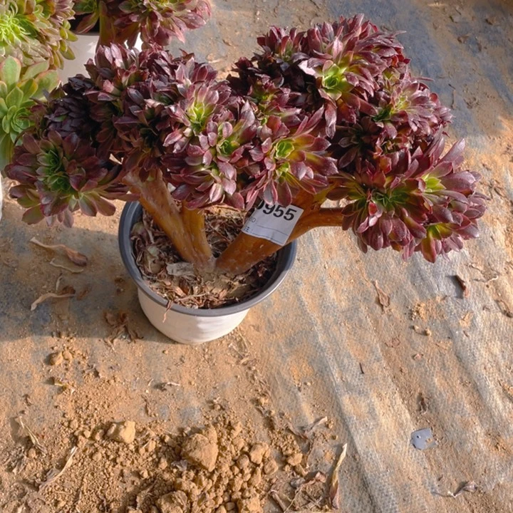 多肉安纳缀化955