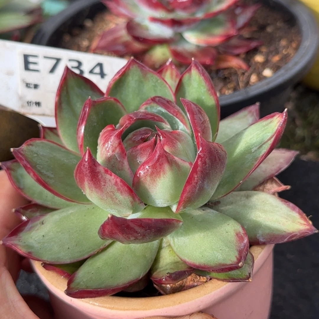 惊鸿一物一拍包装收缩花旱734