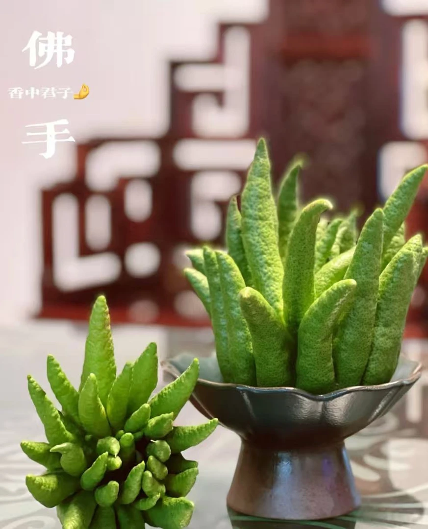 【新人福利】新鲜佛手柑干养干放观赏食用有天然清香