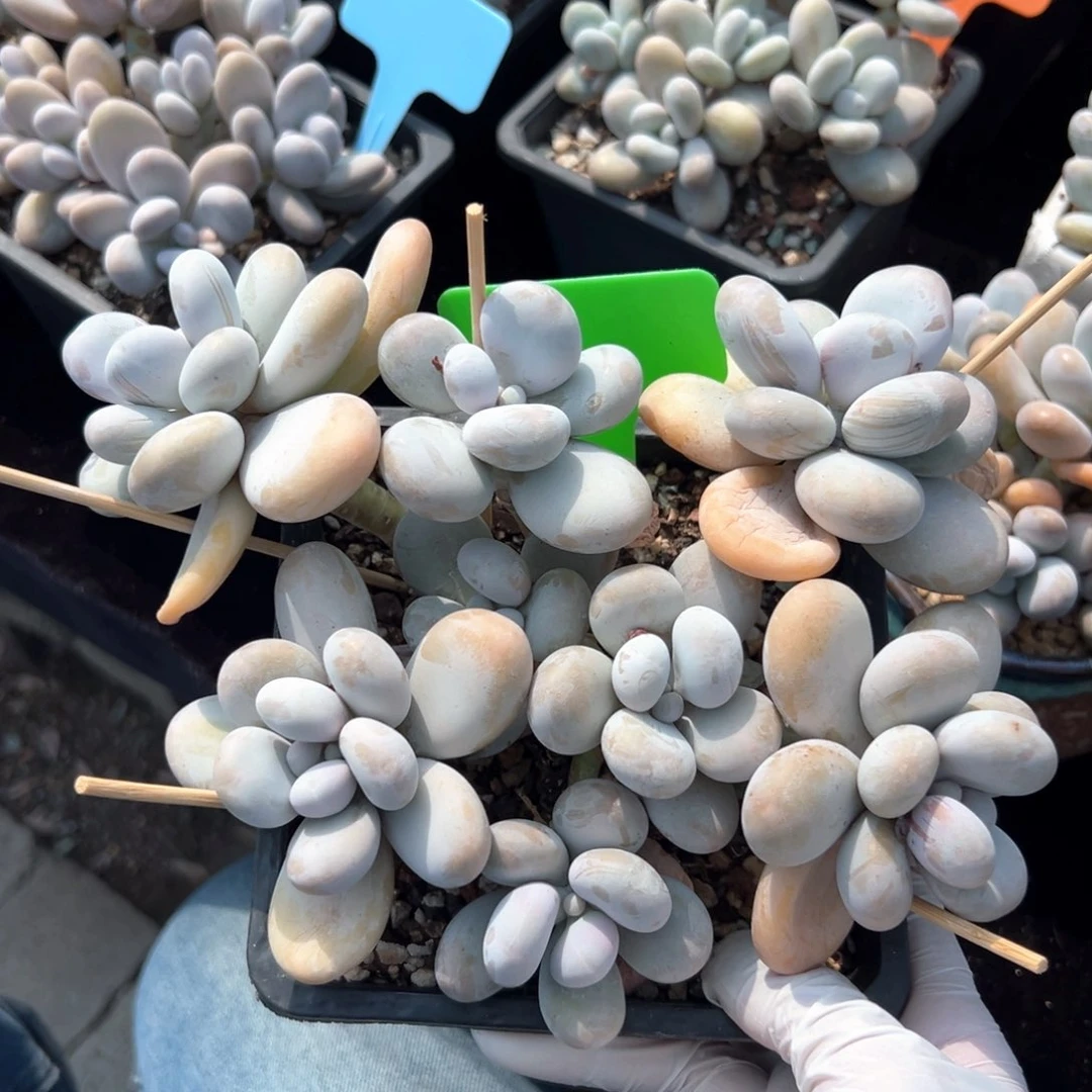 无花朵原始奶酪1111111111111