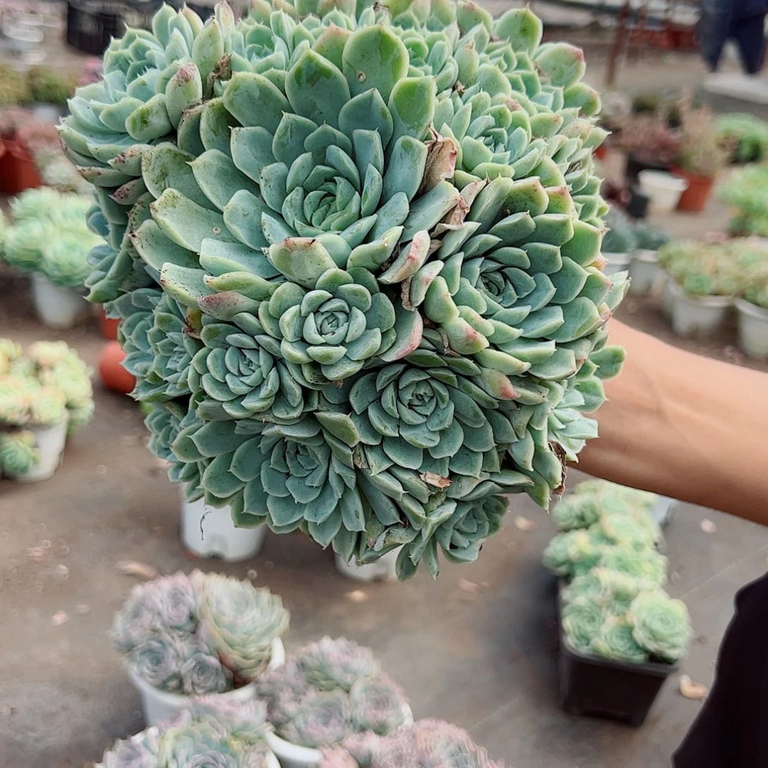 厚叶月影多头群生