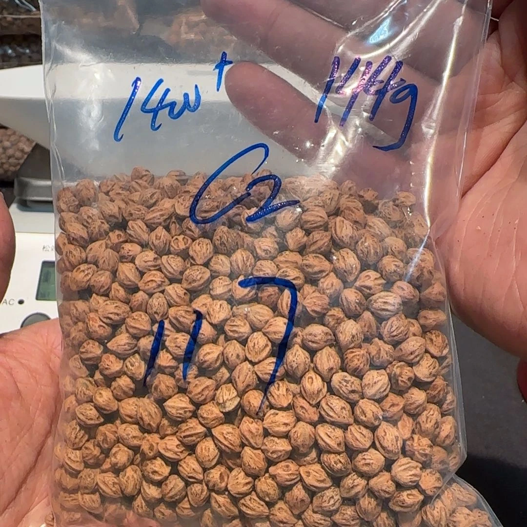 柏香籽/百香籽吊坠?****有C2