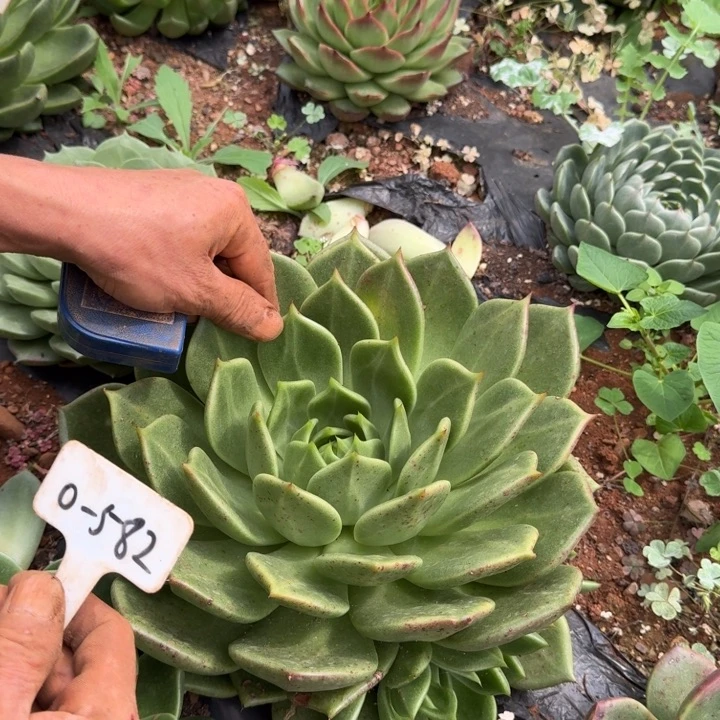 地挖大单头多肉植物0-582