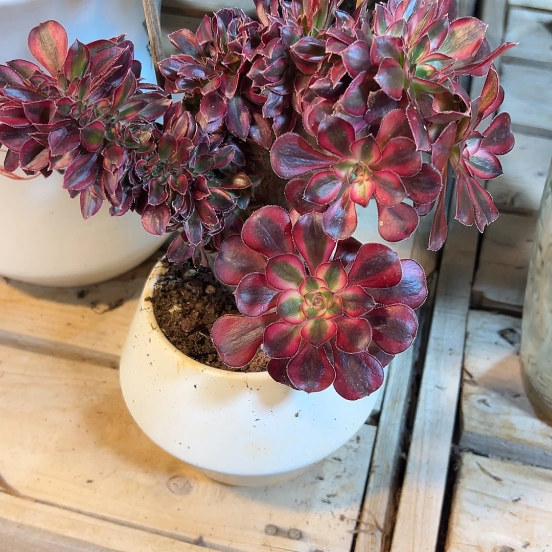 香奈儿缀化老桩厚板朵缀