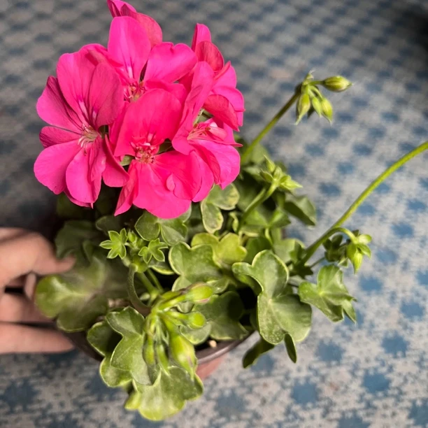 粉女巫垂吊天竺葵盆栽室内外种植带花苞庭院花卉植物
