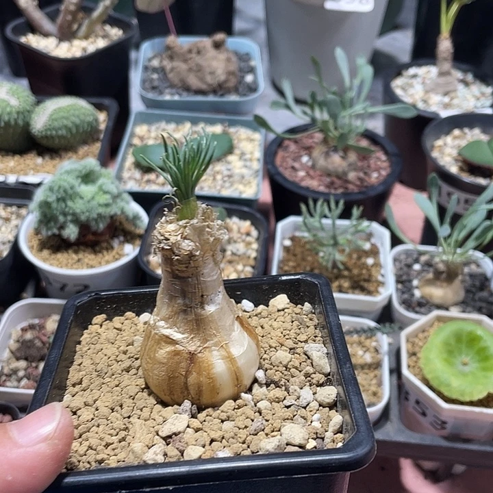 314产地GG弹簧草块根