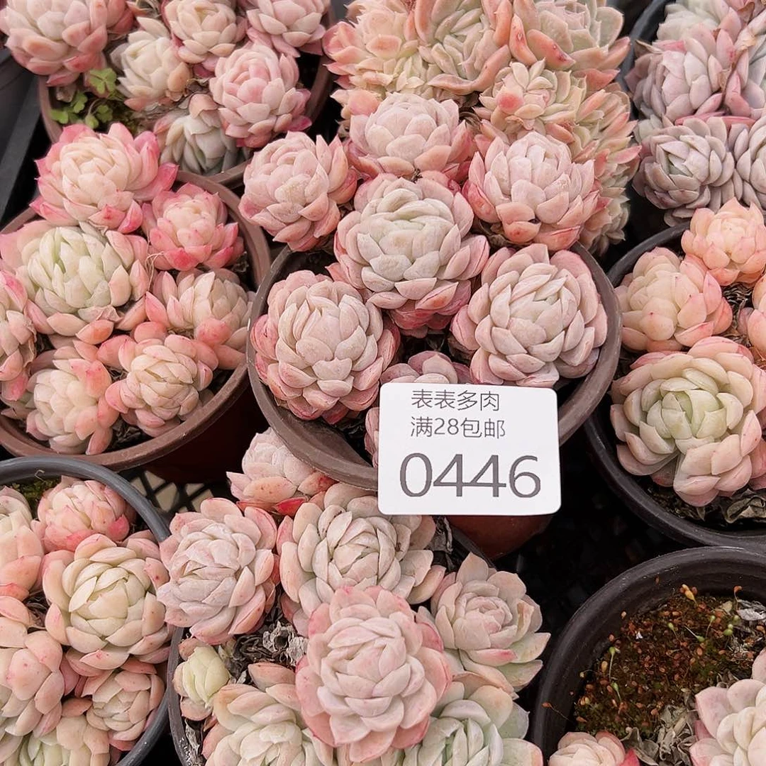 于**语 多肉一物一拍0446