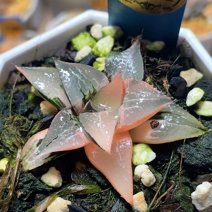 强***者571酒吞锦特选福利一物