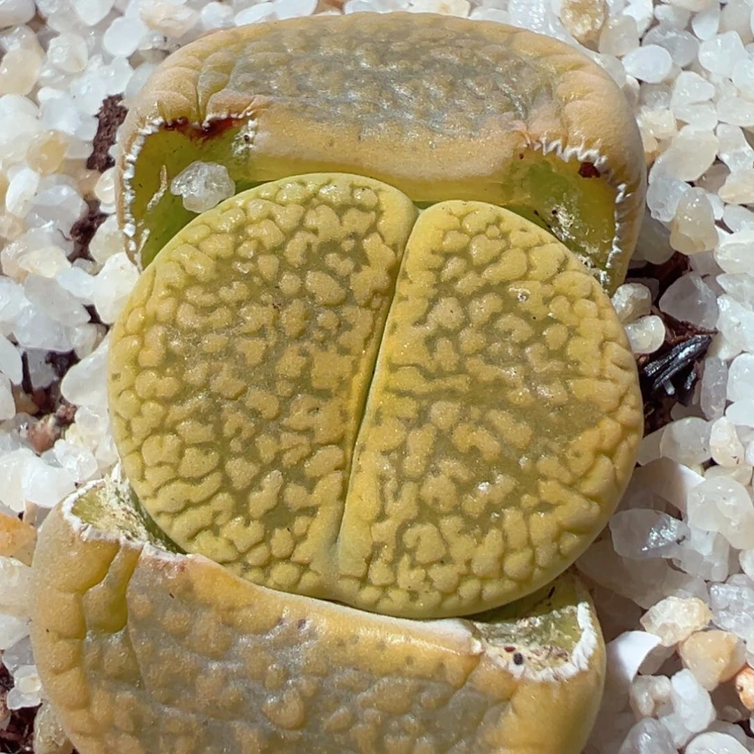 211-389多肉黄日轮