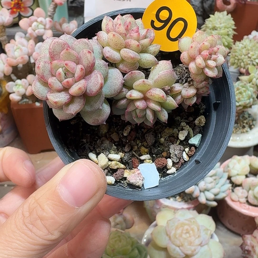 90脱土不包整哈哈哈