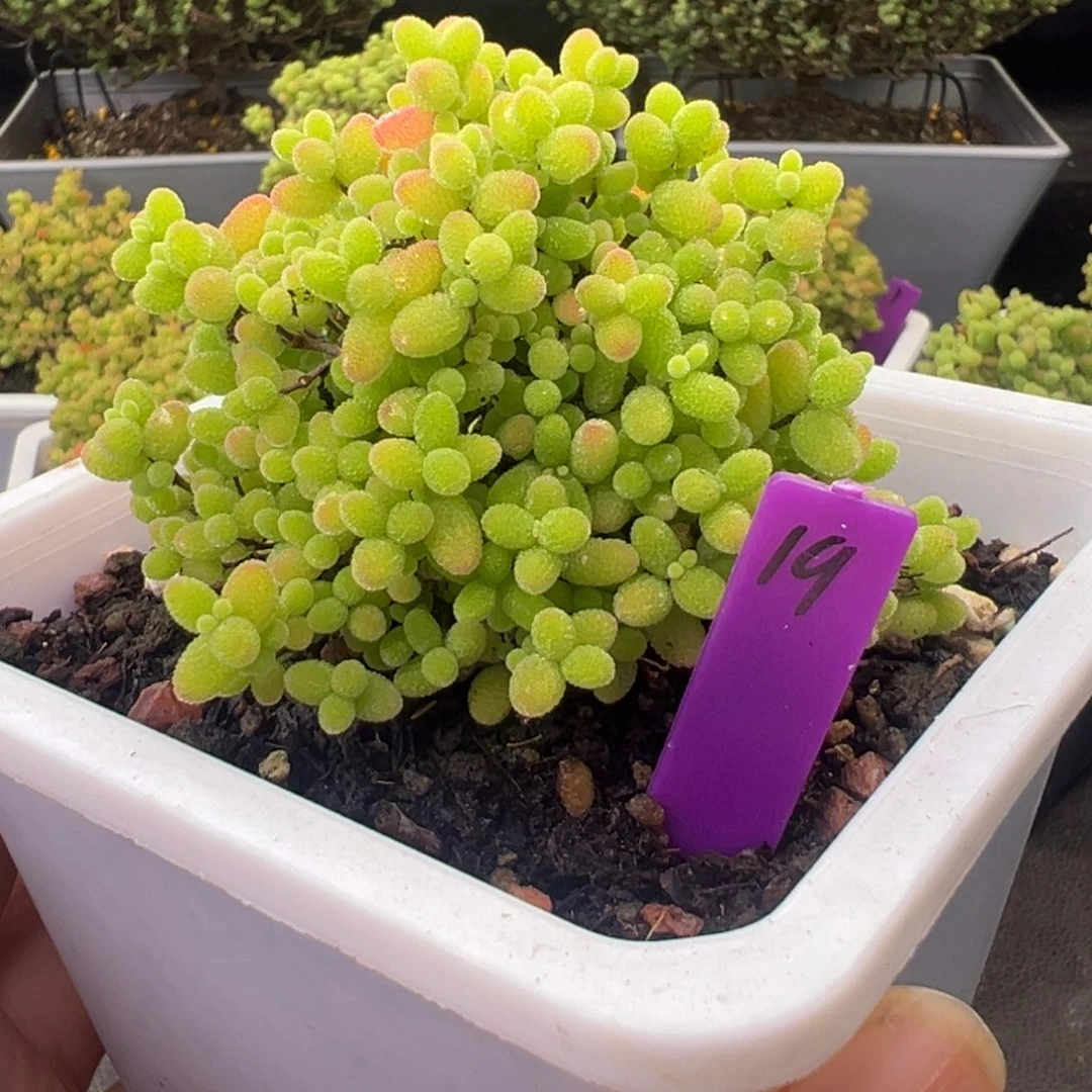 19号10cm盆蜜橘糖球