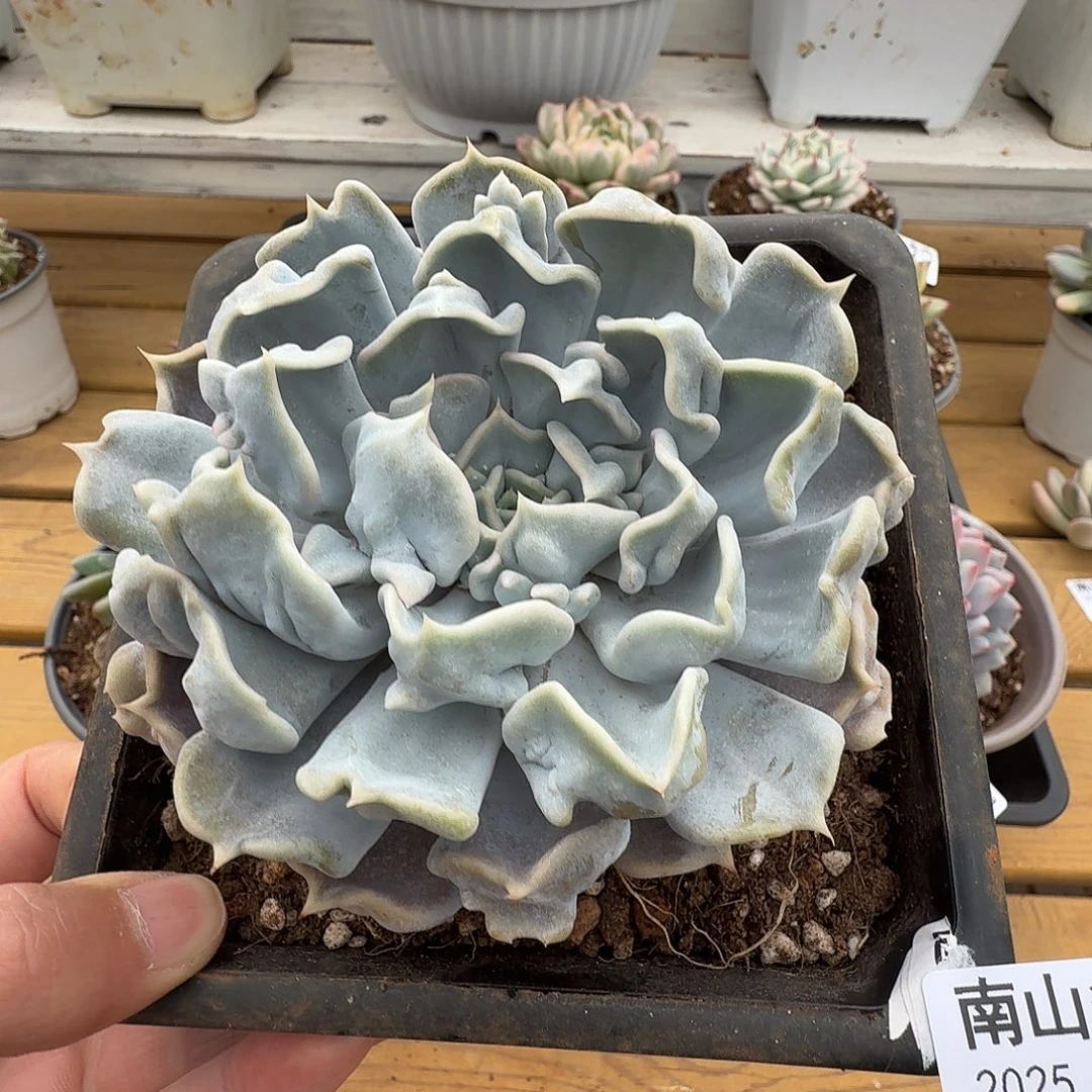 京爽珍珠1111223-137