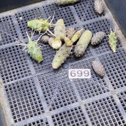 699松丽一物一图如图