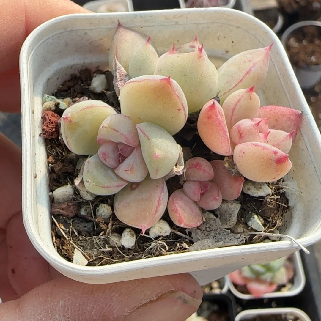 小卡拉米糖心一物一拍