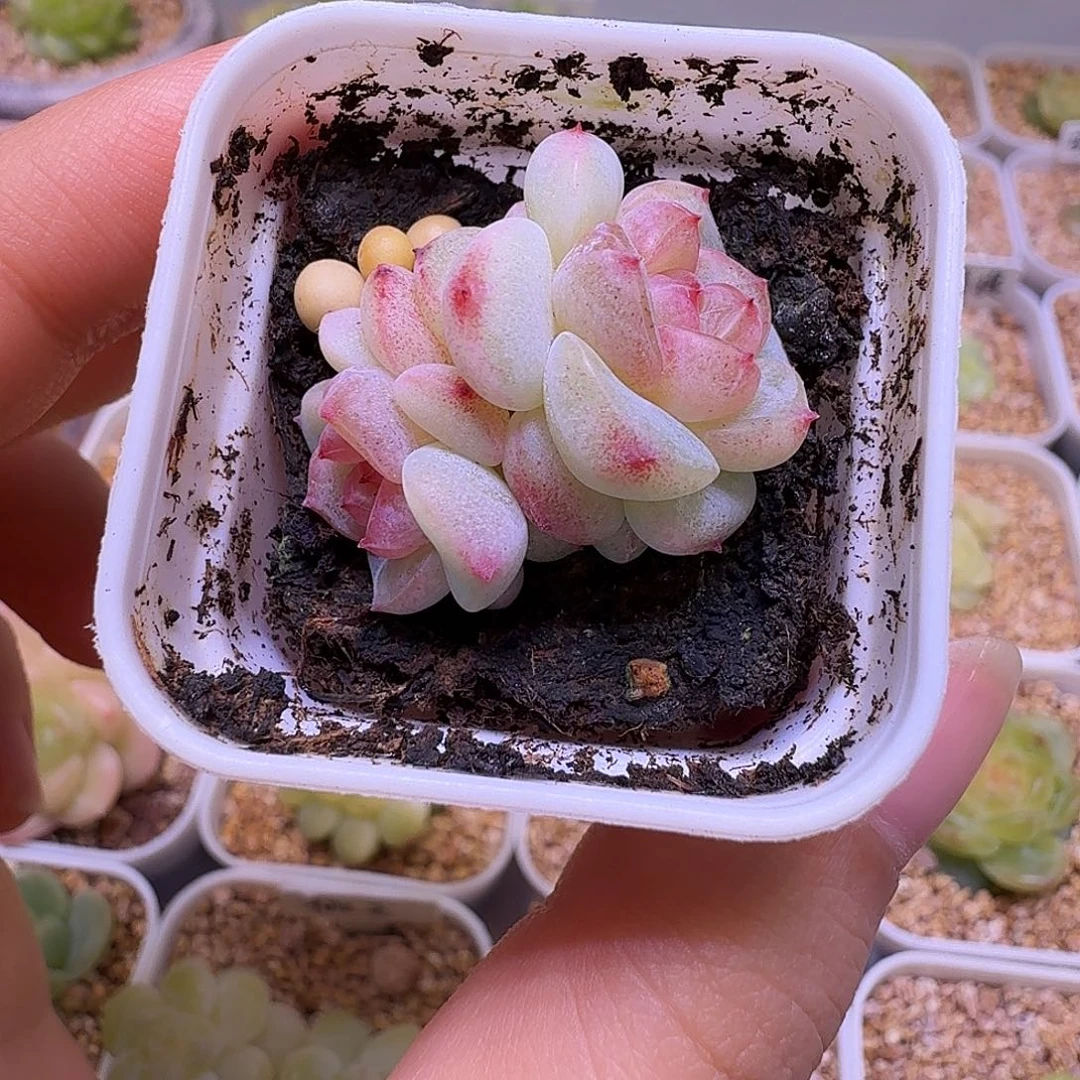 阳阳阳甜心一物一拍