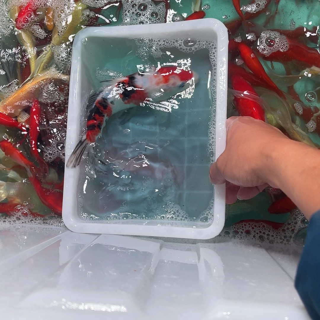 锦鲤包邮，包损，39