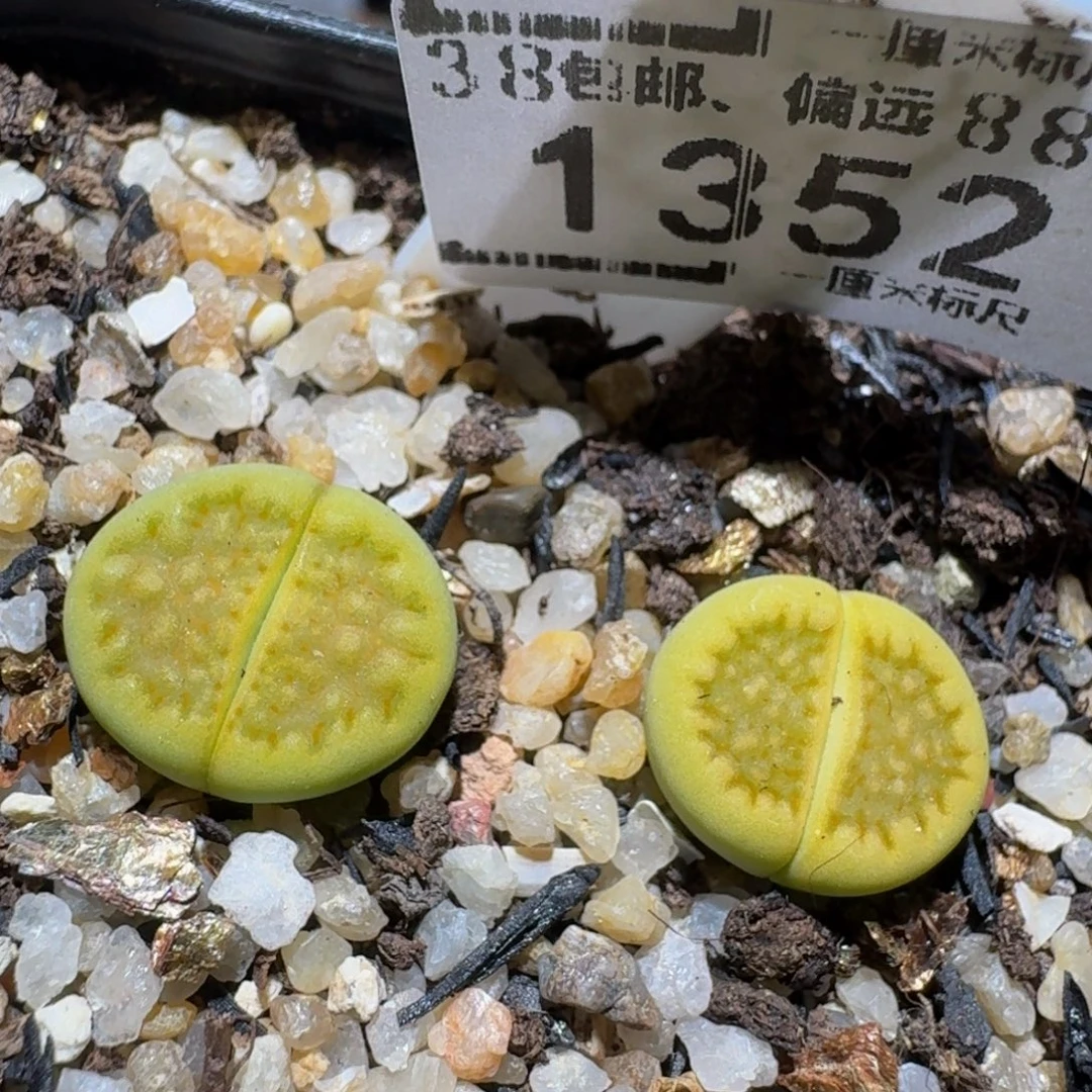 zzzz生石花肉锥1352