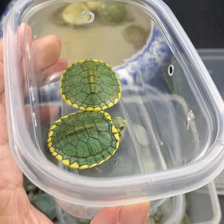 母绿毛龟6666666666