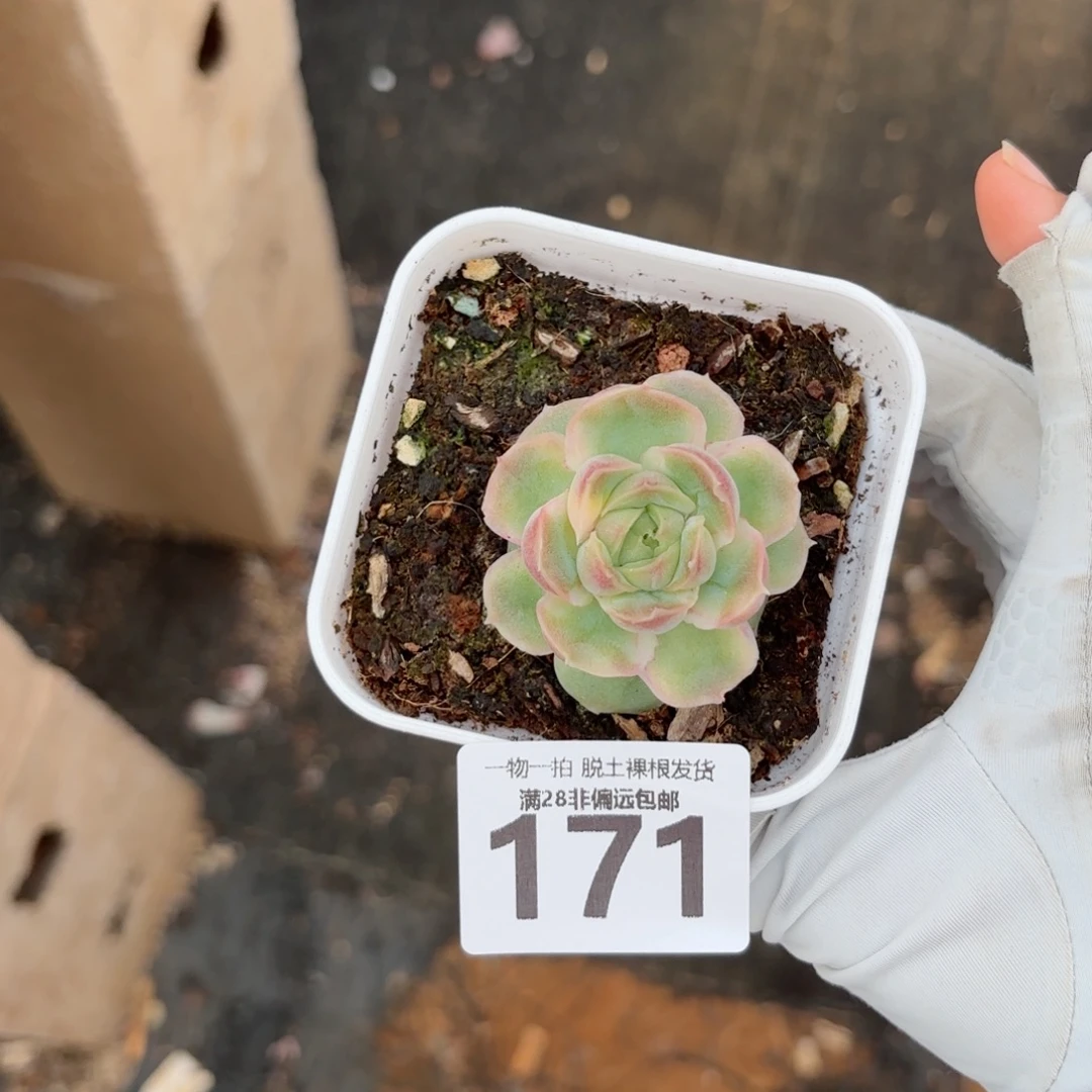 水晶虾饺无盆土发货