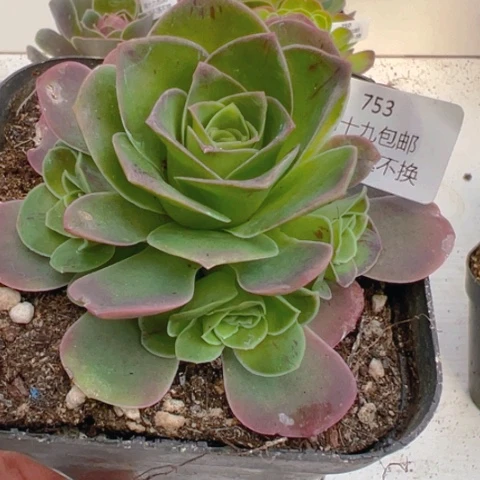 753 山地玫瑰帕系