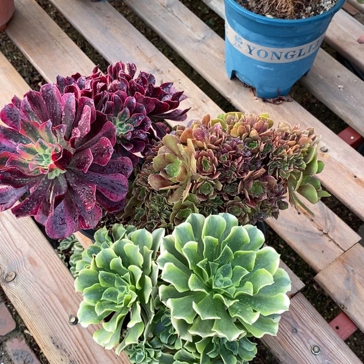 美杜莎玫瑰绿豆沙三棵打包价