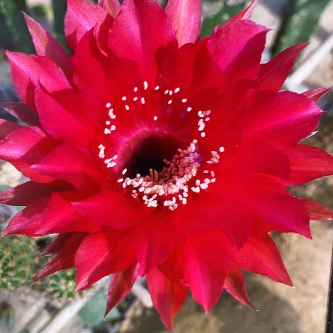 彩 烈火侧芽歪5公分左右