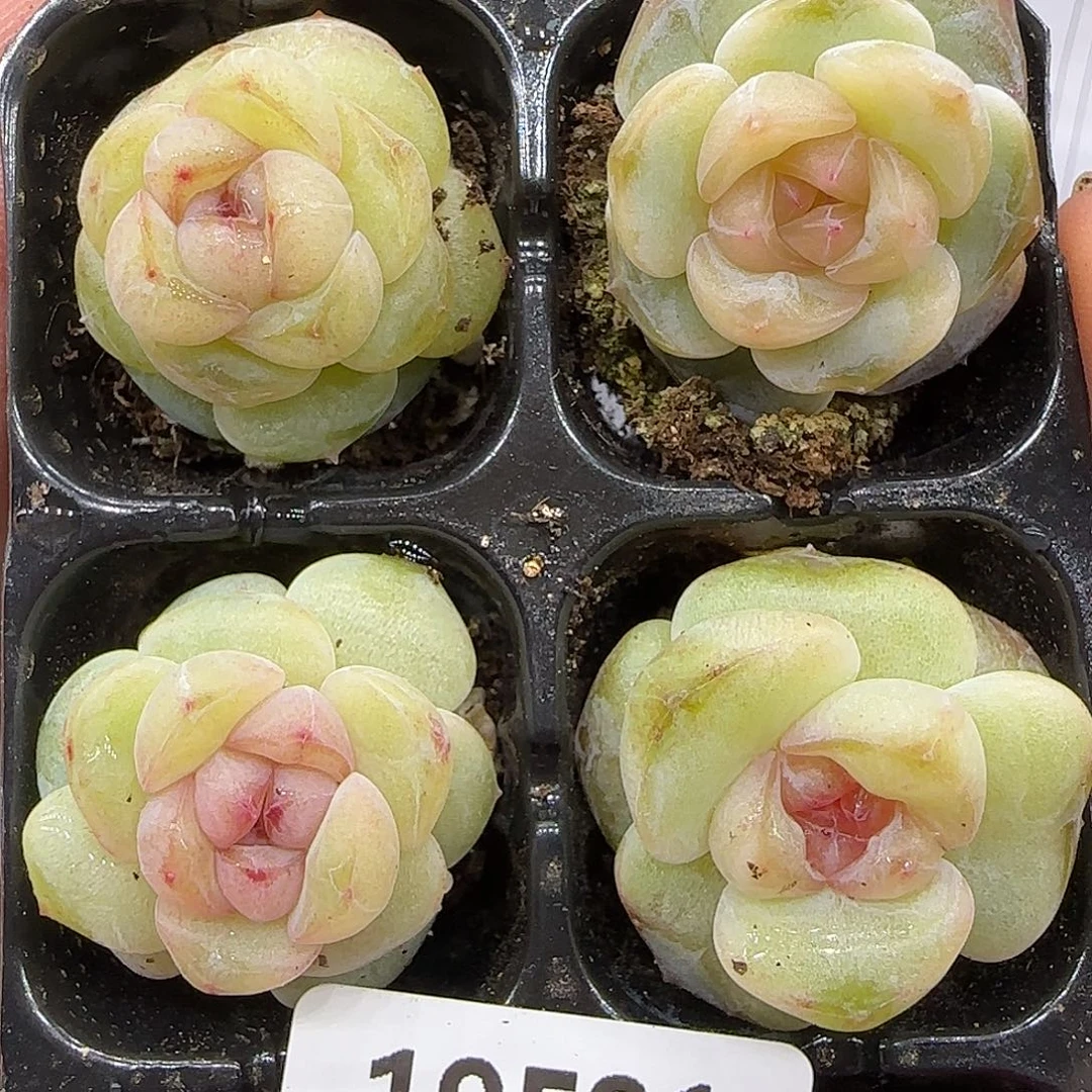 014四颗糖心3公分