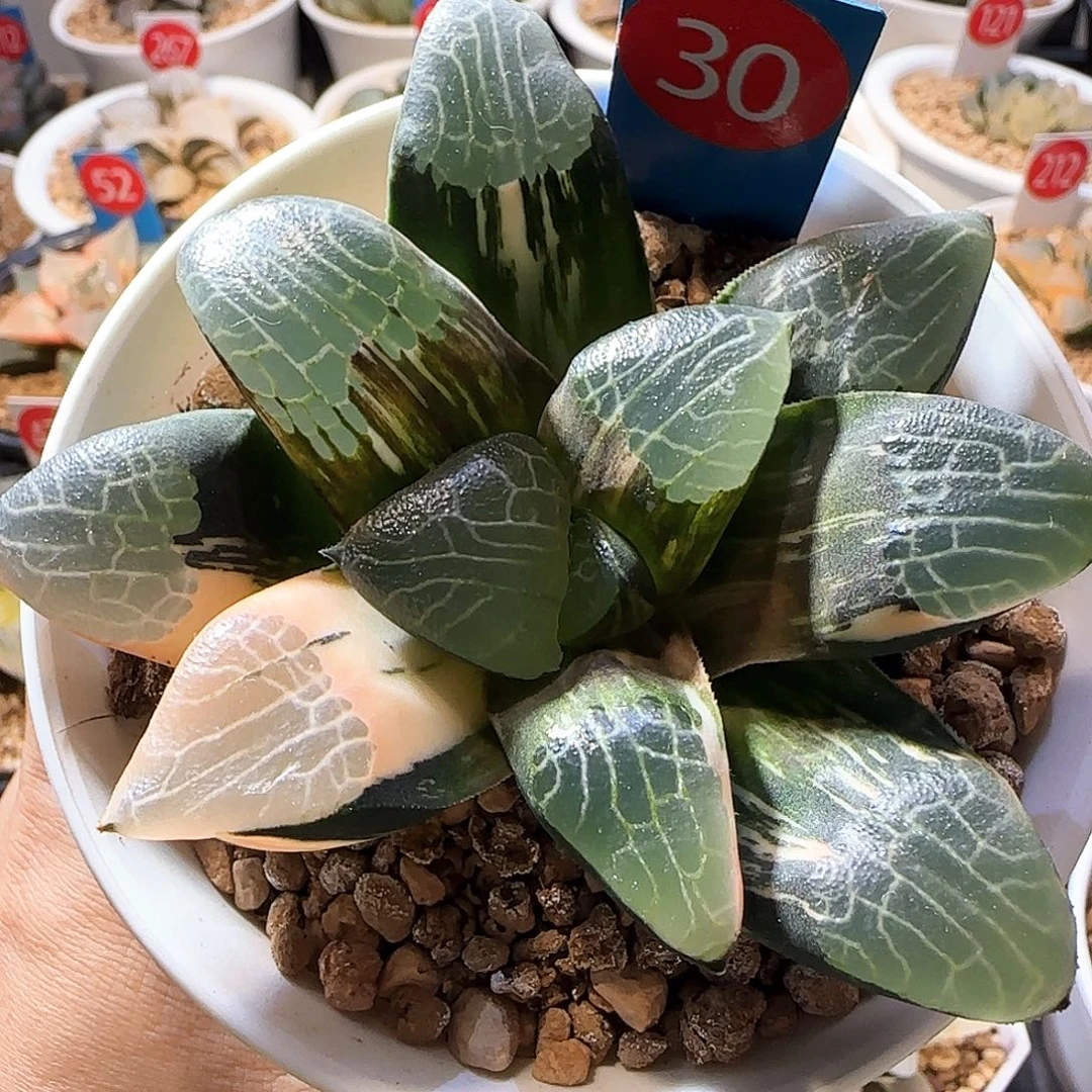 30号朱庇特克锦一物一拍带盆土
