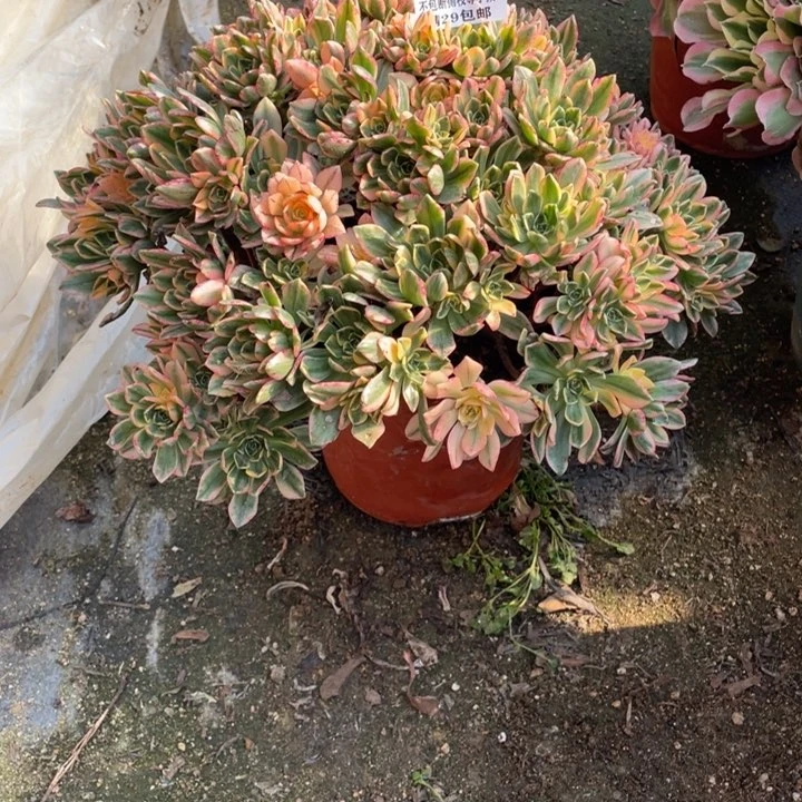 208号甜茶多肉植物