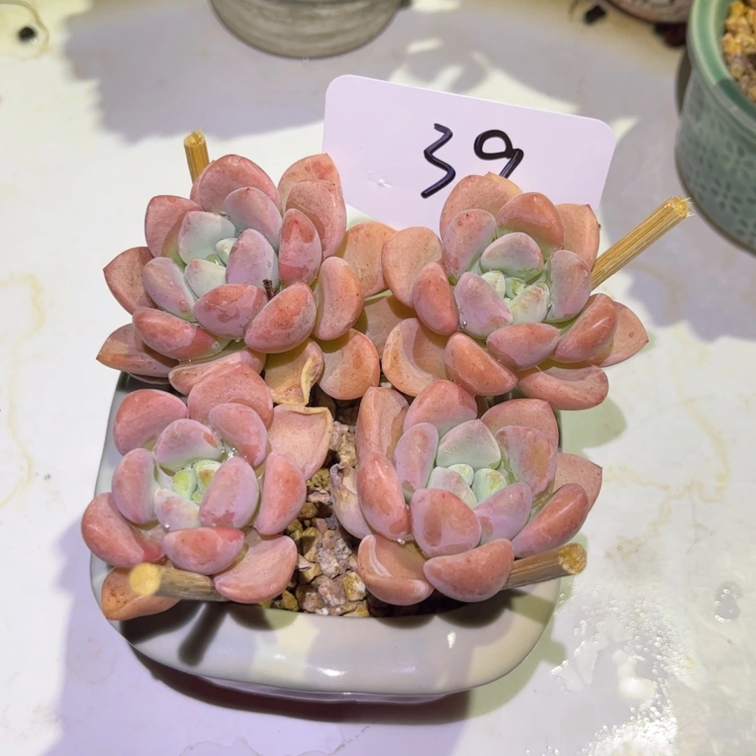 一物一拍花瓣露39