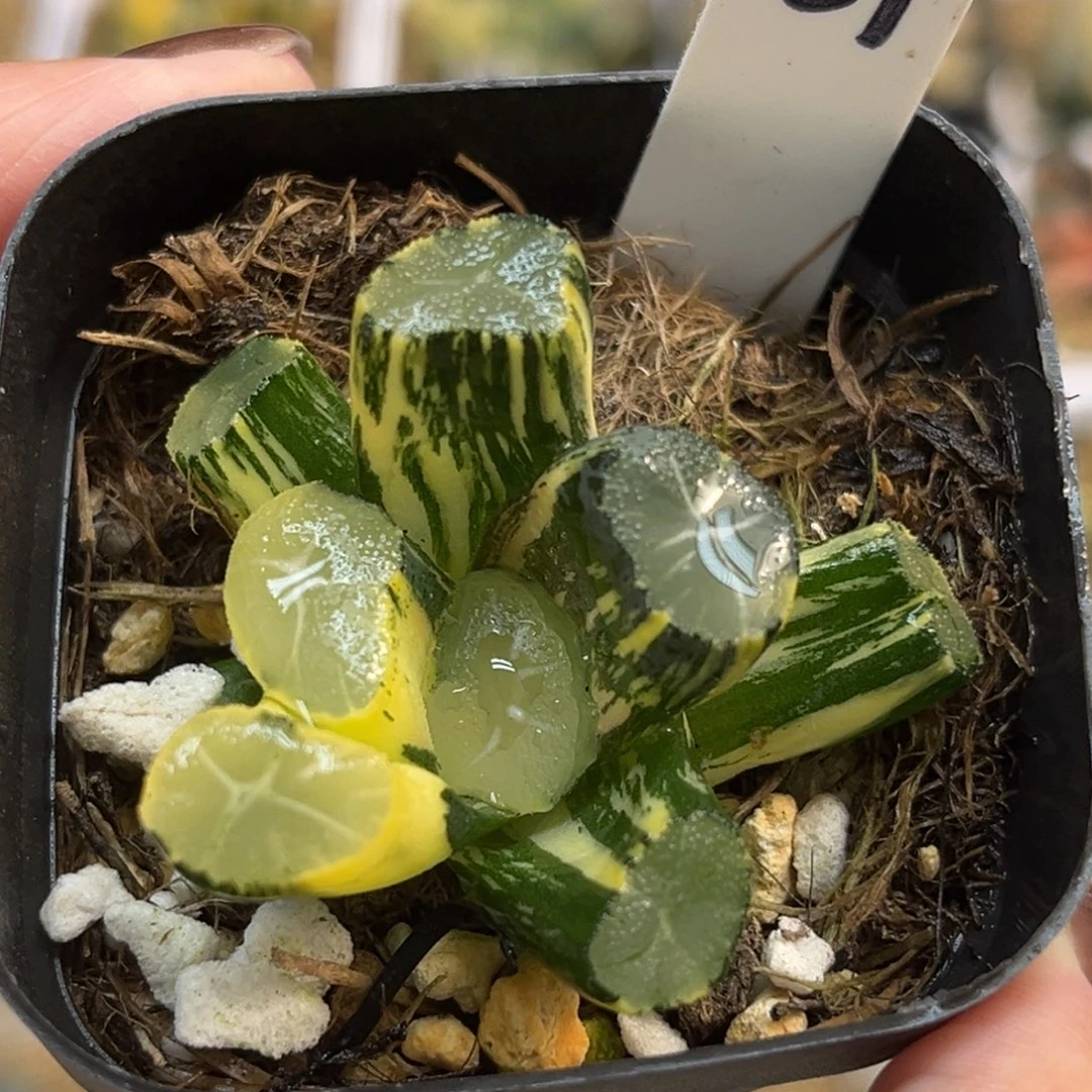 39玉龙万象锦福利专场