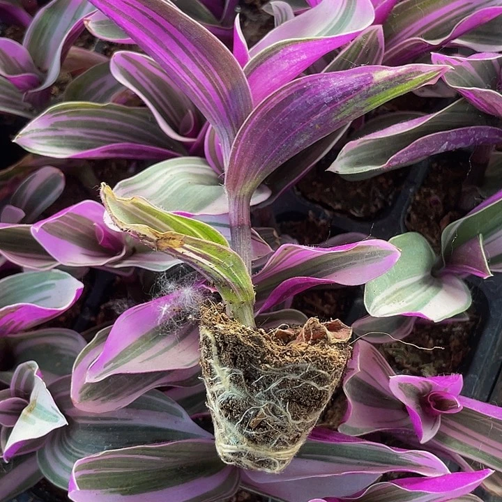 小油画婚礼一元一颗