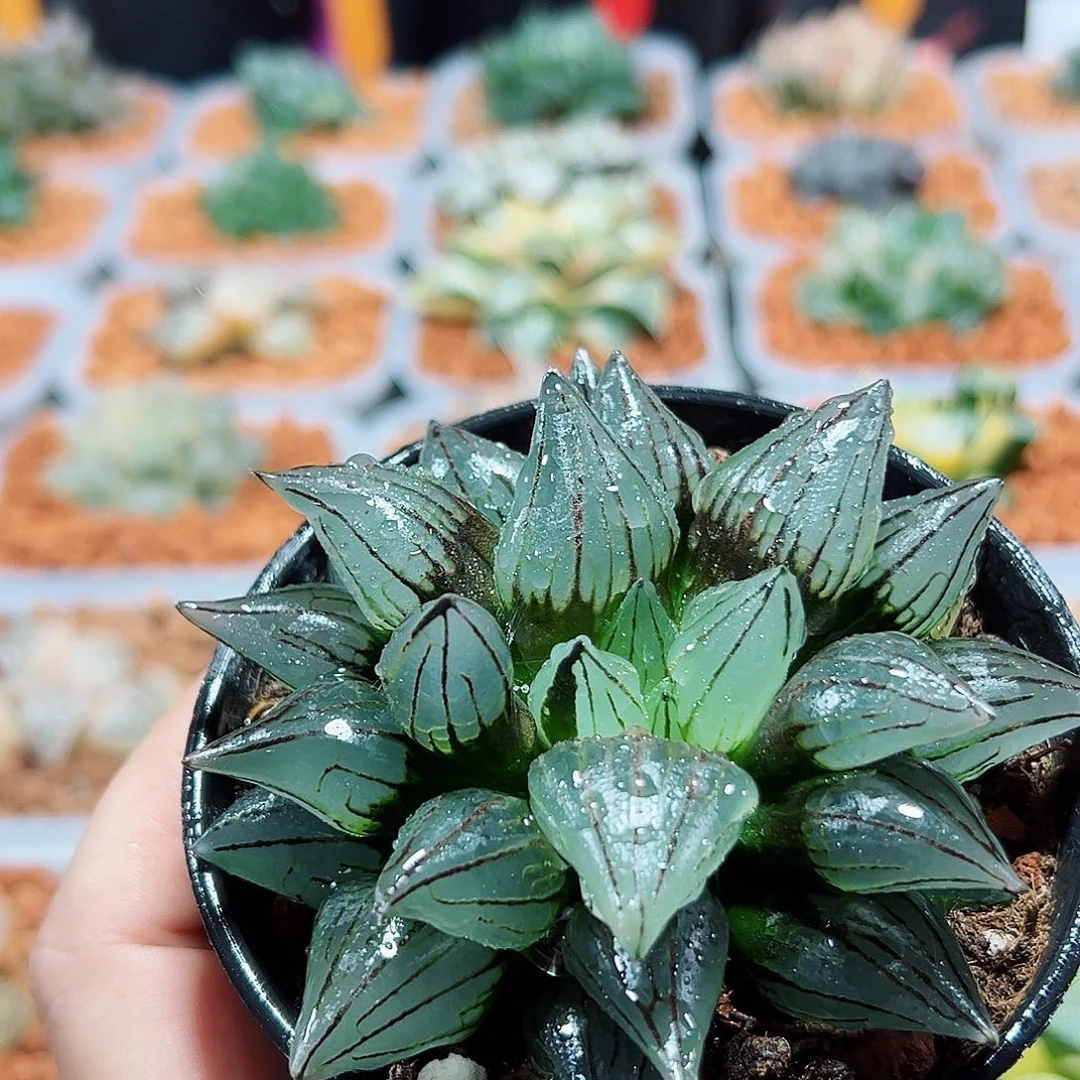 十二卷多肉西瓜寿