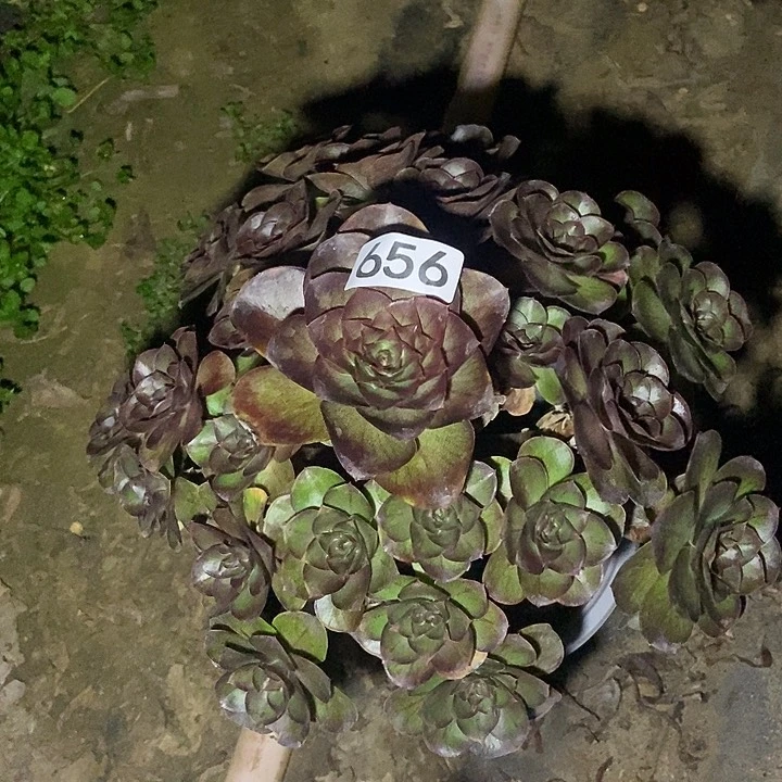 美金玫瑰656多肉不包断