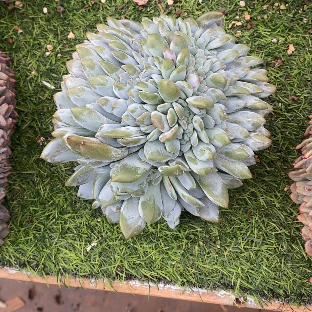 悟***民小虎多肉一物一拍星影