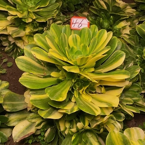 五彩琉璃捧花法师46链接