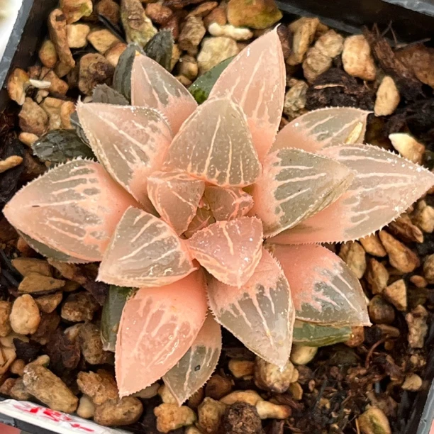 《450湖斑冰砂糖寿锦》多肉植物一物一拍带盘发货