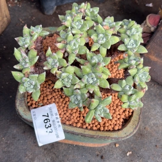 P*Z谢谢姐姐～新年快乐7633厚叶玫瑰脸绿体苹果叶