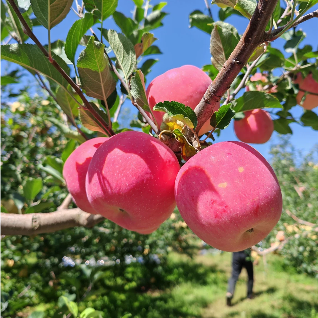 甘肃灵台红富士脆甜苹果美味多汁当季新鲜现摘现发