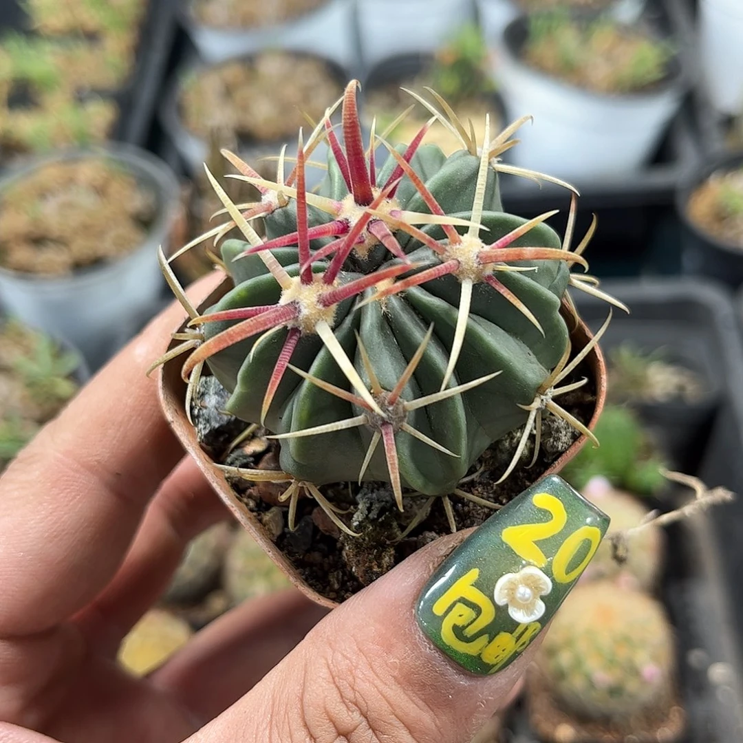 宽刺日出单头发货有根